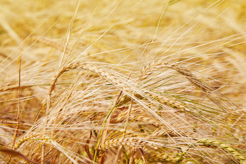 Summer field with ripe barley ears. Hordeum vulgare. Idyllic rural landscape with golden spikes in cornfield. Agriculture, farming, harvesting. Common Barley plant 