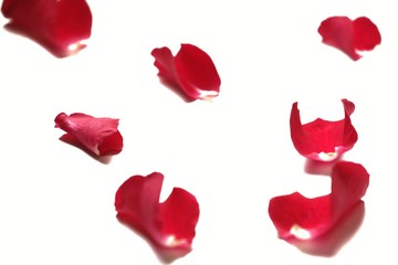 Fototapeta premium Blurred sweet red rose corollas on white isolated for background texture