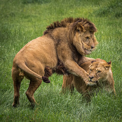 Two lions playing
