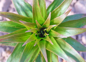 young green lily bush