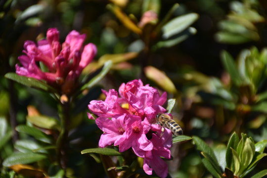 Bewimperte Alpenrose, Alpenrose, Almrausch, Almenrausch, Steinrose, Bl&uuml;te, Bl&uuml;ten, Blume, Alpenblume, Rhododendron hirsutum, Heidekraut, Heidekrautgew&auml;chs, Busch, Strauch, immergr&uuml;n, Zweig, Blatt, Bl&auml;