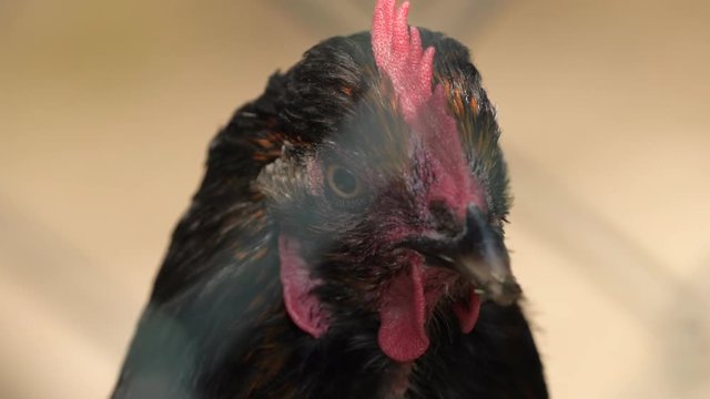 chicken eye movement in slow motion