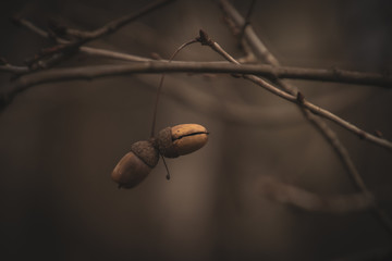 l lonely small autumn twig with acorn on a dark and sad background