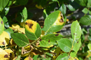 Obraz premium Shrub rose infected by fungal disease Black spot of rose caused by Diplocarpon rosae