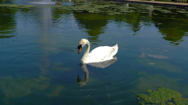 White swan drinking water in a pond slow motion.