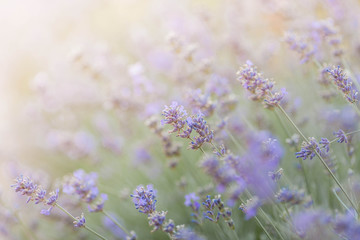 Beautiful blooming lavender closeup.