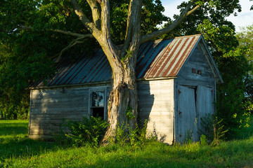 Wooden shed and tree