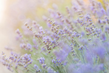 Naklejka premium Beautiful blooming lavender closeup.