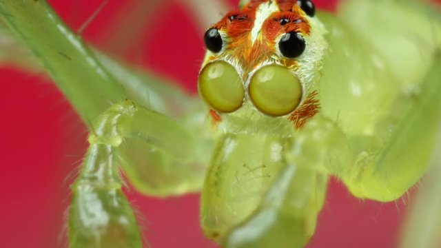 Lyssomanes spider