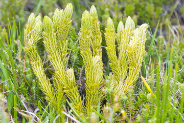Huperzia selago peculiar fern of mountain meadows with small leaves and yellowish green color