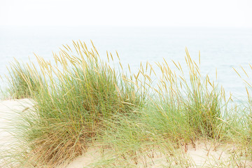 Dune with beach grass on Sylt island.