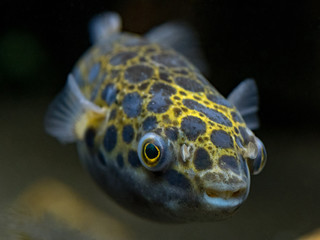 fish in aquarium