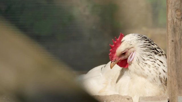 chicken cleaning itself in the sun with flies flying around in slow motion