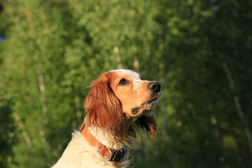 Portrait of a dog breed Russian hunting spaniel in the forest