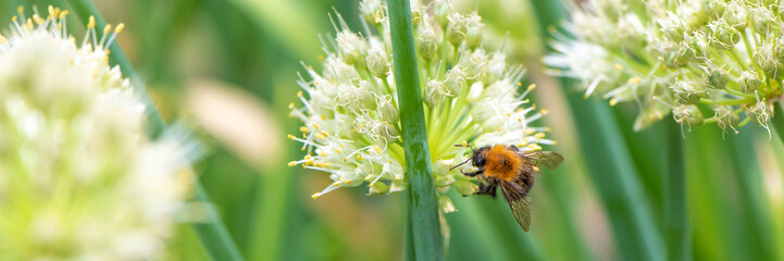 Bumblebee on Spring Onionspring onion flower