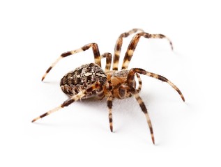 Exotic Spider