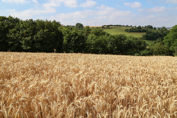 Rural landscape with yellow fields of mature wheat