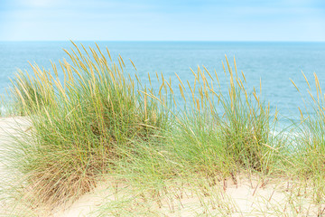 Dune with beach grass on Sylt island.
