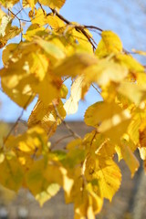 autumn leaves on background of blue sky