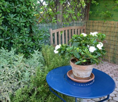 Gardenia fiorita su tavolo tondo accanto a cespugli di piante varie (rosmarino, salvia, pitosforo, riccosperum)