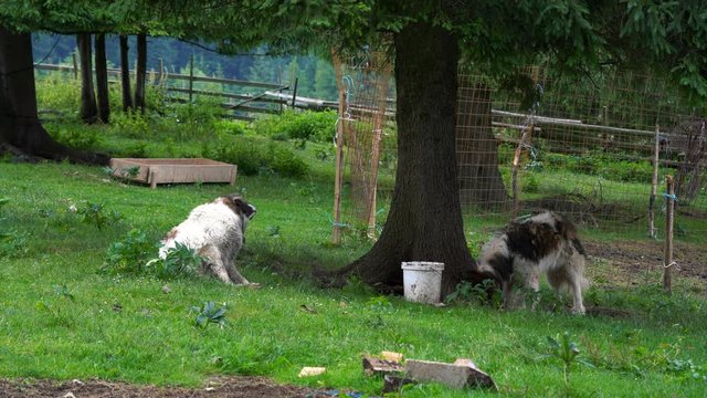Two Bosnian and Herzegovinian - Croatian Shepherd Dogs Tornjak resting in rural ambient - (4K)