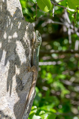 Erhard's Wall Lizard (Podarcis erhardii naxensis) sitting on a stones close-up in a sunny day