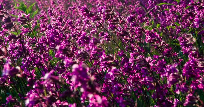 Glade of Flowers in the Sun. Big Glade of bright wildflowers at the edge of the forest in backlight sunlight. Slow Motion 120 fps