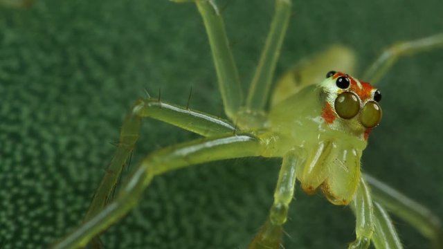 Lyssomanes spider