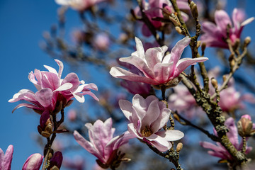 delicate spring magnolia flower on a tree branch on a background of blue sky