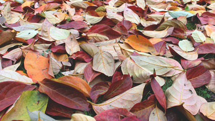 autumn leaves background