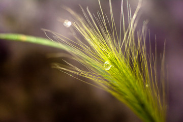 Feather grass on a dark background with a drop of water. Closeup. Natural concept. Copy space for text