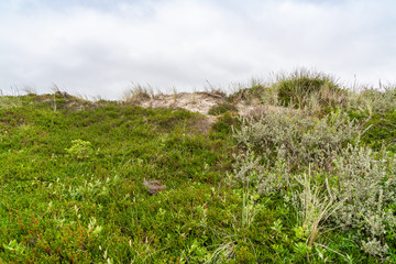 Obraz premium Dune with beach grass on Sylt island.