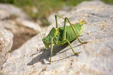 Large green grasshopper (Tettigonia viridissima) on a grey stone