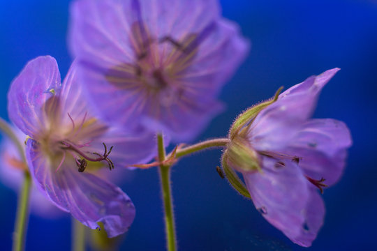 Blue Geranium pratense flower on a blue background. Geranium pratense known as the meadow crane's-bill or meadow geranium. Closeup.
