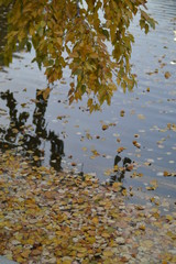yellow leaves in the water