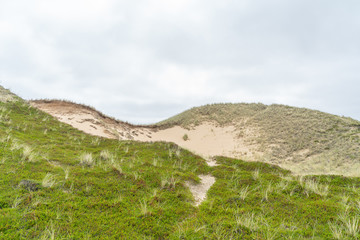 Dune with beach grass on Sylt island.