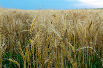 Wheat field