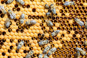 Bees and brood