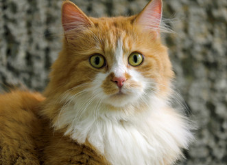 Portrait of a ginger cat