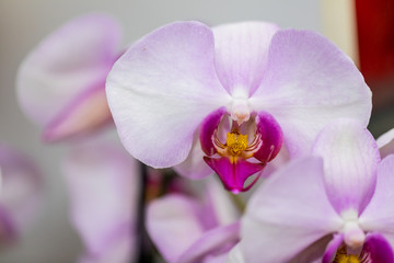 Fototapeta na wymiar orchid 