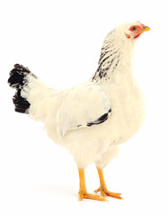 white hen isolated.