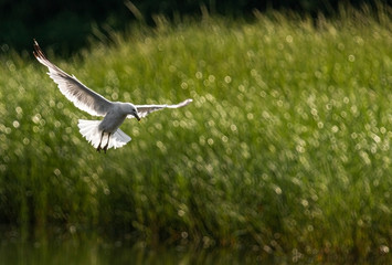 Seagull stopping in air over a pond as it catches fish