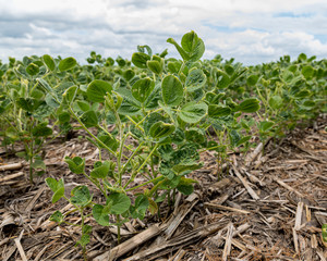 Soybean field with leaf blistering, cupping, and damage due to dicamba herbicide