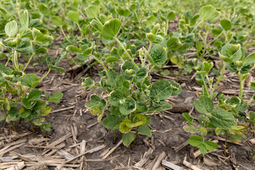 Soybean field with leaf blistering, cupping, and damage due to dicamba herbicede
