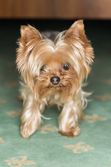 yorkshire terrier in front of background