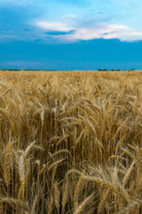 Plakat Wheat field