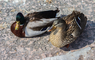 Two ducks on a concrete dock on a spring day.