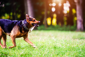 Dog running with a stick in its mouth in a grass. The best friend. Happy dog. Summer time.