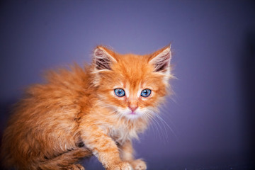 Fototapeta na wymiar Cute little red kitten with amazing blue eyes