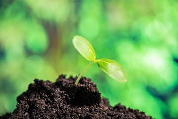 young plant growing on healthy soil
